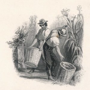 Obsolete Die Proof Vignette, Harvesting, Bald, Cousland & Co. 1858 - Image 3