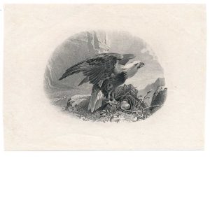 Eagle at Nest, Vignette Die Proof on india