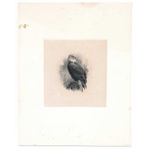 Old Abe, Vignette Die Proof on india on card, by Marcus W. Baldwin 1870s - Image 2