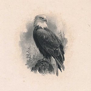 Old Abe, Vignette Die Proof on india on card, by Marcus W. Baldwin 1870s