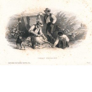 Sheep Shearing, Vignette Die Proof on india on card, ABNCo 1859, W.W. Rice